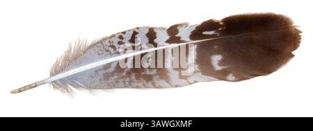 Gestreifte Falkenfeder isoliert auf weißem Hintergrund. Nahaufnahme des Bildes. Stockfoto
