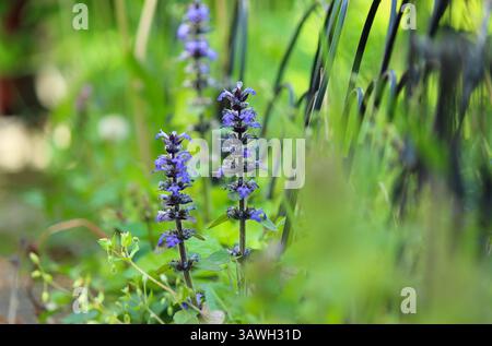 Gewöhnlicher Bugle Nahaufnahme (Ajuga reptans) Stockfoto