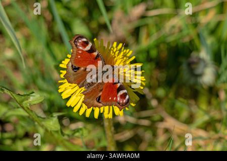Pfauenfalter (Aglais io) auf Löwenzahnblume, Mallum, Eibergen, Gelderland, Niederlande Stockfoto