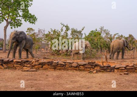 Ghana, Mole National Park. Elefanten auf dem Gelände der Zaina Lodge. Stockfoto