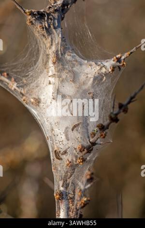 Braunschwanzmotten (Euproctis chrysorrhoea) Nest, Dünen, Hoek van Holland, Rotterdam, Niederlande Stockfoto