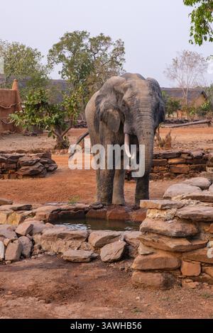 Ghana, Mole National Park. Elefanten auf dem Gelände der Zaina Lodge. Stockfoto