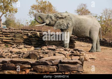 Ghana, Mole National Park. Elefanten trinken am Brunnen der Zaina Lodge. Stockfoto