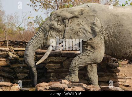 Ghana, Mole National Park. Elefanten trinken am Brunnen der Zaina Lodge. Stockfoto