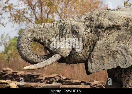 Ghana, Mole National Park. Elefanten trinken am Brunnen der Zaina Lodge. Stockfoto
