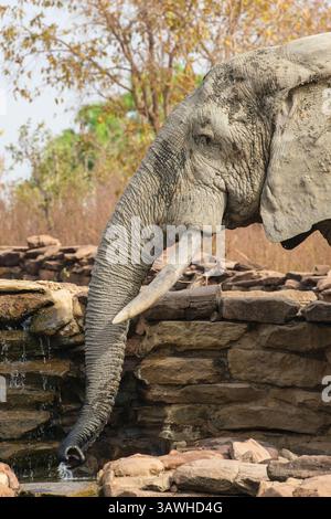 Ghana, Mole National Park. Elefanten trinken am Brunnen der Zaina Lodge. Stockfoto