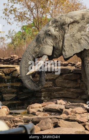 Ghana, Mole National Park. Elefanten trinken am Brunnen der Zaina Lodge. Stockfoto