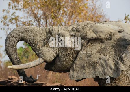Ghana, Mole National Park. Elefanten trinken am Brunnen der Zaina Lodge. Stockfoto