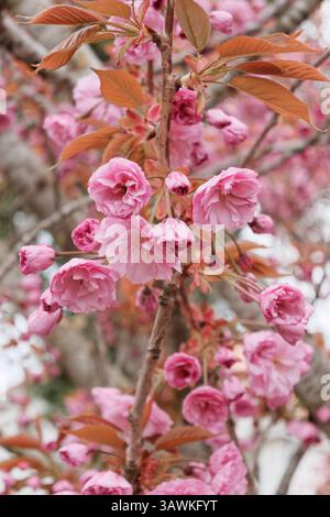Rosafarbene Kirschblüte, Sakura-Blüte im Frühling. Stockfoto