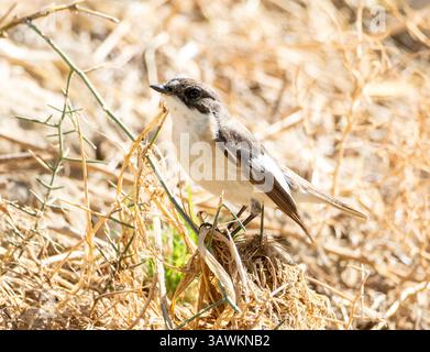Europäischer Rattenfänger, Ficedula hypoleuca, auf dem Boden, Paphos, Zypern Stockfoto