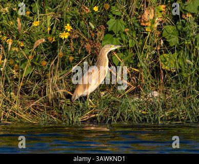 Räucherreiher (Ardeola ralloides), Agia Vavara, Zypern. Stockfoto