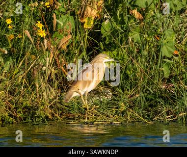 Räucherreiher (Ardeola ralloides), Agia Vavara, Zypern. Stockfoto