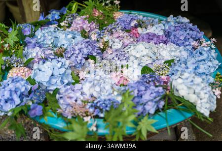 Nahaufnahme farbenfroher Hortensie-Blumen, die in einem traditionellen Hanachozu Wasserbecken im Gansen-JI-Tempel in Kyoto, Japan schweben. Kunstdetail Mit Blumenaufstrich. Stockfoto
