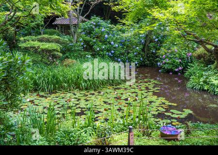 Ruhiger Teich umgeben von blühenden Hortensien im ruhigen Teich des Gansen-JI Tempels, dem Blumentempel, Kizugawa, Kyoto, Japan. Stockfoto