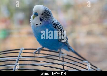 Blaue Budgies sitzen auf einem Käfig im Zimmer. Vögel Stockfoto