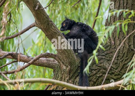 Der Schwarze Lemur (Eulemur macaco), ein Tier aus der Familie der Lemuriden, endemisch in Madagaskar. Stockfoto