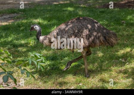 Der emu-Vogel (Dromaius novaehollandiae) im Gras, Tier in der Familie Casuariidae, endemisch in Australien. Stockfoto