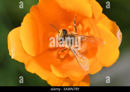 Biene auf kalifornische Mohn Stockfoto