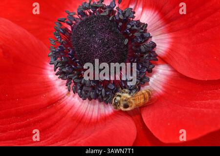 Biene sammelt Pollen auf roter Anemone Stockfoto