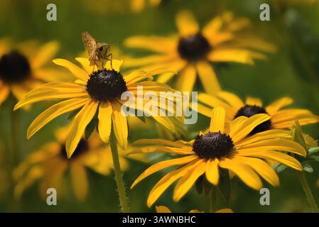 Gelbe Blumen mit Schmetterling. Feuriger Skipper Schmetterling (Hylephila phyleus) auf einer Rudbeckia fulgida (schwarzäugige Susan). Stockfoto