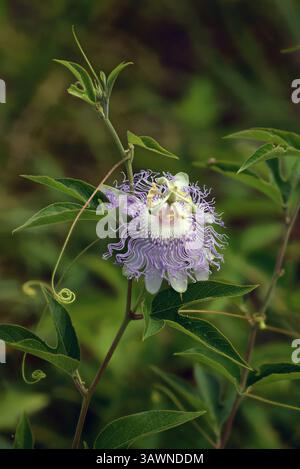 Passionsblume (Passiflora incarnata) ist in Missouri heimisch und gibt essbare Früchte, bekannt als Passionsfrucht, Maypop und viele andere Namen. Viele Sorten grob Stockfoto
