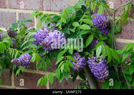 Wisteria frutescens Longwood Purple, American Glycerin Longwood Purple, kurze, dichte Razemes aus violetten Blüten, weißen Zentren und grünlich-gelben Augen, Stockfoto