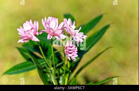 Rosafarbene Chrysanthemenblüten, grüne Stiele auf einem weichen gelben Hintergrund Stockfoto