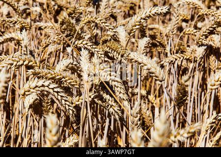 Bereich der Weizen reif für die Ernte Stockfoto