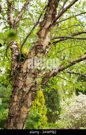 Nahaufnahme von Betula nigra „Fox Valley“ - Flussbirke mit lockerer und blättriger Schale, bräunlich braun gefärbter Rinde im Frühjahr. Stockfoto