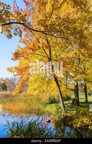 Adirondack Holzstuhl unter gelb-orange Acer - Ahornbäume am Rand des Teichs mit Nymphaea - Wasserlilien im Herbst, Botanischer Garten Montreal. Stockfoto