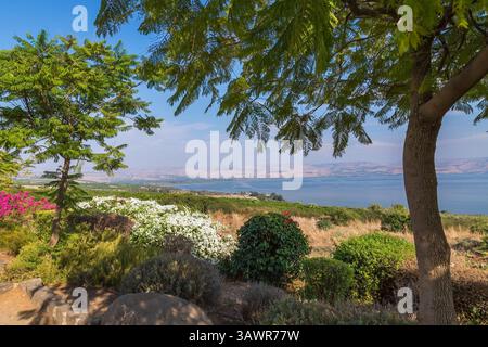 Delonix regia: Königliche Poinciana-Bäume, lila, weiße und rote Bougainvillea-Blumen im Garten mit Blick auf das Galiläa-Meer und die Golanhöhen, Israel. Stockfoto