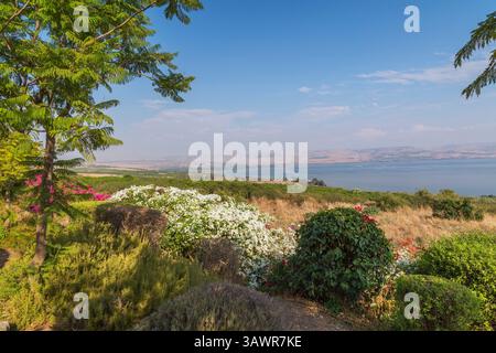 Delonix regia - Königlicher Poinciana-Baum, lila, weiße und rote Bougainvillea-Blumen im Garten mit Blick auf das Meer von Galiläa und die Golanhöhen, Israel. Stockfoto