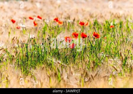 Wilder roter Mohn wächst im Sommer mitten auf einem Weizenfeld - Zentralfrankreich. Stockfoto