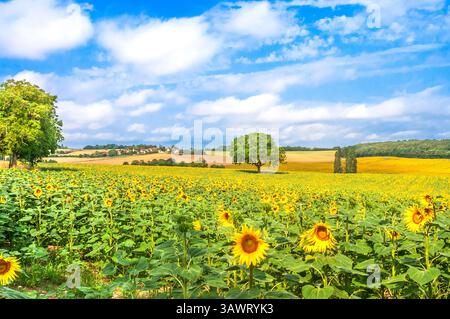 Feld der Sonnenblumen (Tournesol) in der Sud-Touraine - Boussay, Indre-et-Loire (37), Frankreich. Stockfoto