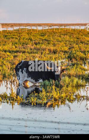 Eine Marismena-Kuh weidet friedlich in einem saisonalen Feuchtgebiet im Nationalpark Doñana, umgeben von üppiger Vegetation und Wasser. Stockfoto