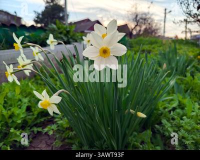 Nahaufnahme der weißen gelben Narzissen (Doppel-Narzissen) Blüte auf Sonnenuntergang Hintergrund. Frühlingsblumen-Konzept. Stockfoto
