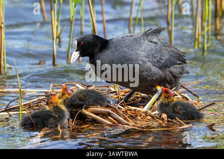 Eurasischer Huhn / gemeiner Huhn (Fulica atra) Elternteil mit drei Küken, die im Frühjahr auf einem Nest im Teich zwischen Schilf im Sumpfgebiet ruhen Stockfoto