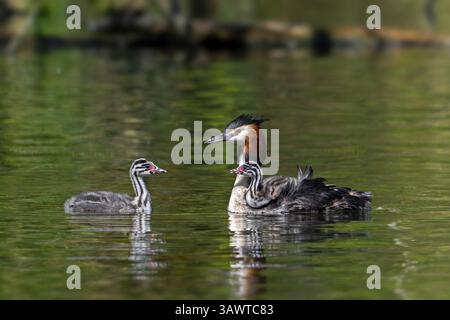 Großkäppchen (Podiceps cristatus) Elternteil im Zuchtgefieder schwimmt im Teich mit Jungen und Küken, die im Frühjahr auf dem Rücken reiten Stockfoto