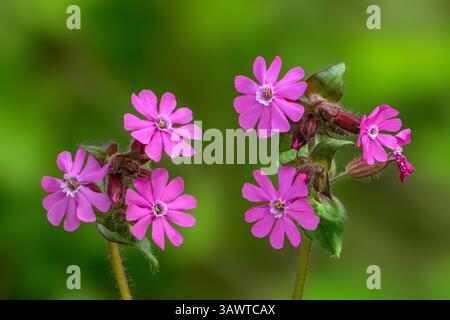 Rote campion / rote Fliege (Silene dioica / Melandrium rubrum) in der Blüte im Frühjahr Stockfoto