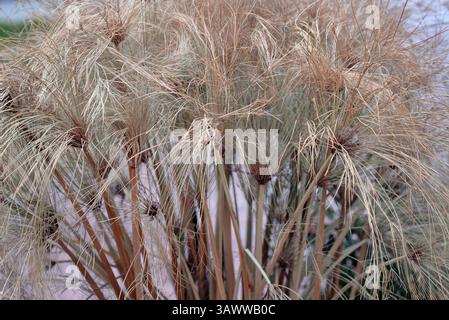 Cyperus Papyrus, tropische Pflanze, auch bekannt als Papyrus, Papyrussedge, Papierrohr, indische Mattenpflanze oder Nilgras, hier als saisonales Zierwerk dargestellt. Stockfoto