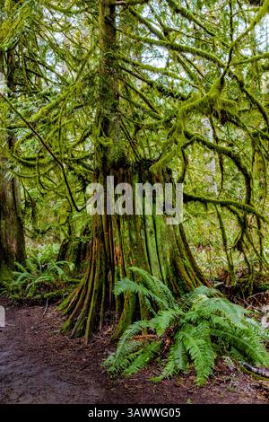 WESTERN Red Cedar, Tsuga heterophylla, Stumpf, der vor über einem Jahrhundert von Holzfällern hinterlassen wurde, McLane Creek Nature Trail, Olympic Peninsula, Washington State, USA Stockfoto