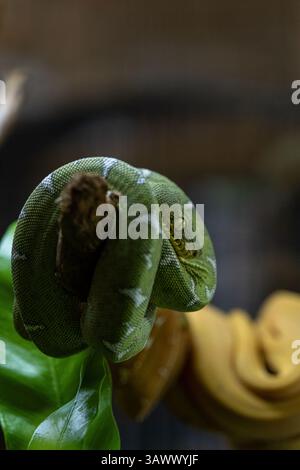 Baby-Smaragdbaum-Boa-Schlange, gewickelt auf einem Baumzweig Corallus caninus vertikal. Stockfoto