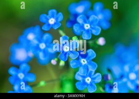 Blaue, vergessene-nicht-kleine Blumen wachsen im Sommer-Ziergarten, Blick von oben. Myosotis scorpioides, wahrhaftiges Vergessen im Frühlingsfeld, Makro-ph Stockfoto