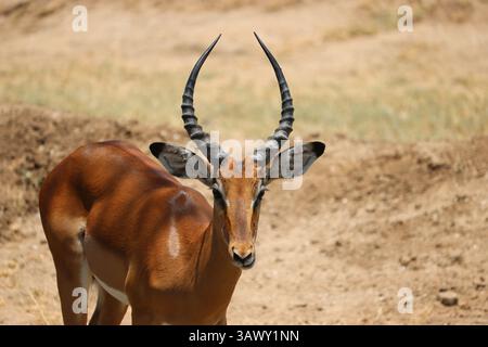 Ein Impala vor der Kamera im Tarangire National Parc in Tansania, Afrika Stockfoto