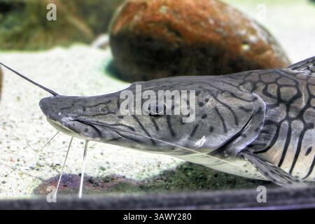 Tigerschaufelnase Wels-Porträt im Aquarium, Seitenansicht. Pseudoplatystoma fasciatum, Arten von Langschnurwels (gebräuchliche Namen Spoted sor Stockfoto