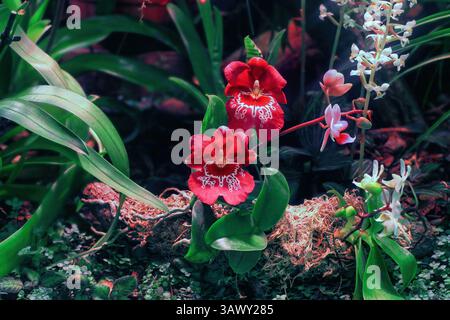 Die Rotorchidee Miltoniopsis wächst im botanischen Garten. Purple Miltonia (Mps.) Blumen wachsen im Wald. Tropische Gemeine Stiefmütterchen Orchidee, weiße Phalaenopsis lobbii Stockfoto