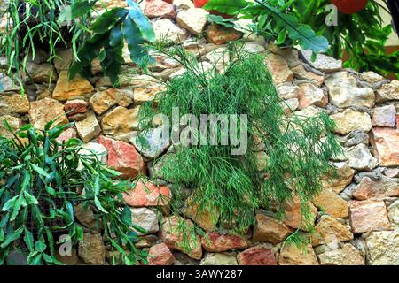 Rhipsalis (Mistelcacti) Pflanzen wachsen im Blumentopf. Verschiedene epiphytische Blüten, die hängend im vertikalen botanischen Garten gezüchtet werden. Sorte grün trop Stockfoto