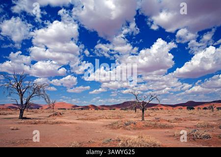 Namib Naukluft Park in Namibia – dramatische Wüstenlandschaft mit roten Dünen, trockenen Bäumen und verstreuter Vegetation unter einem bewölkten blauen Himmel. Stockfoto