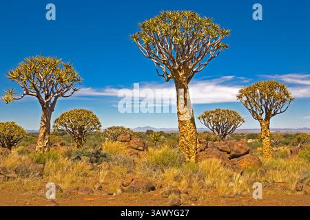 Quiver Tree Forest in Namibia – die markanten Köcherbäume (Aloe dichotoma) wachsen bis zu 9 Meter hoch in der Wüste und prägen die Landschaft. Stockfoto