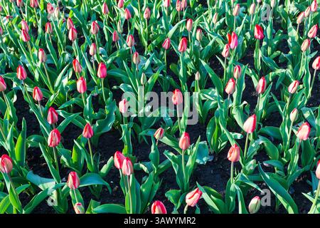 Felder mit karmesinroten Tulpen an einem schönen Frühlingsmorgen. Stockfoto
